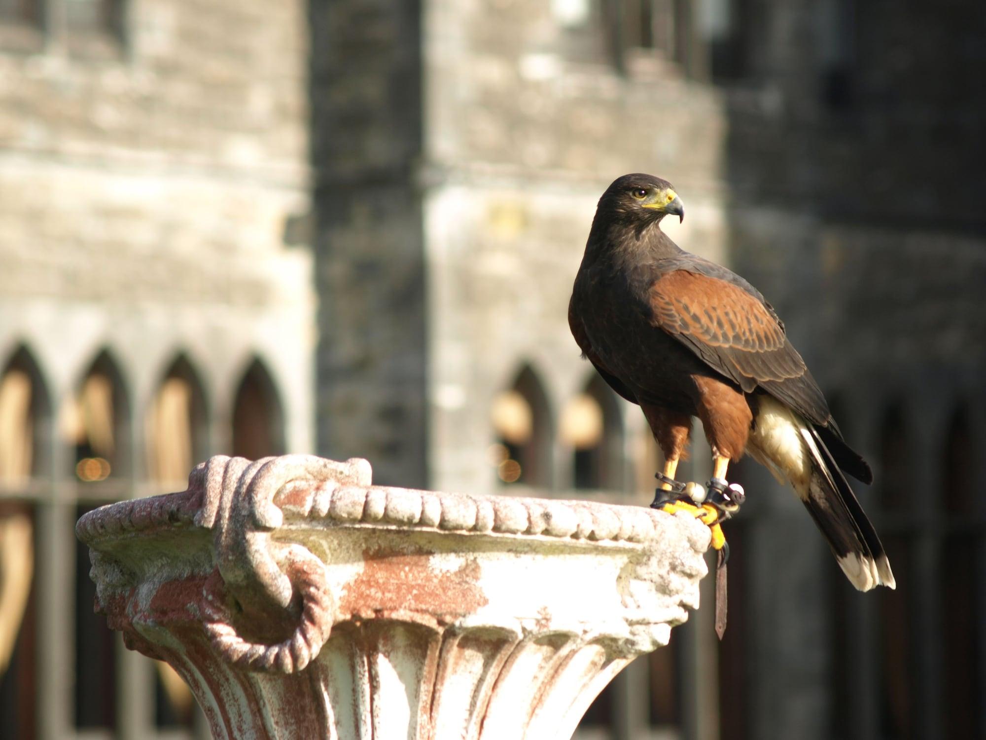 Ashford Castle Hotell Cong Eksteriør bilde